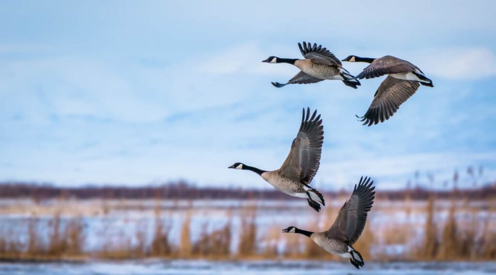 a group of birds are flying in botswana