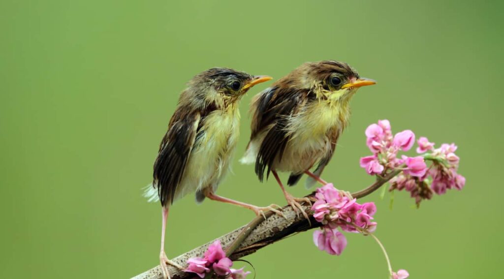 two beautiful sparrows are sitting on a floral branch in namibia