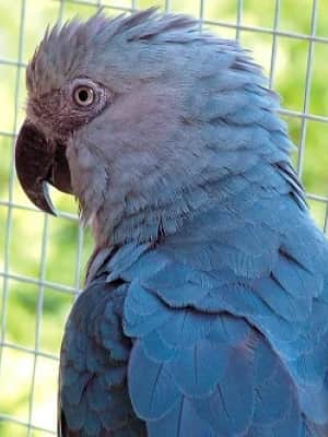 Closeup of a spix macaw with mesmerizing features