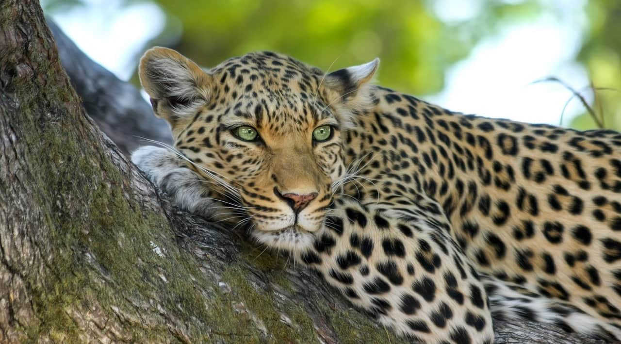 close up of cheetah on a tree in namibia