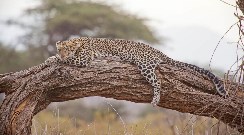 a cheetah is laying on the tree branch in south africa