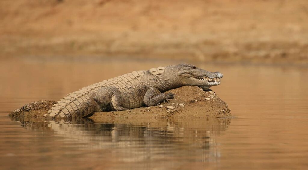 a crocodile is laying on a rock on water