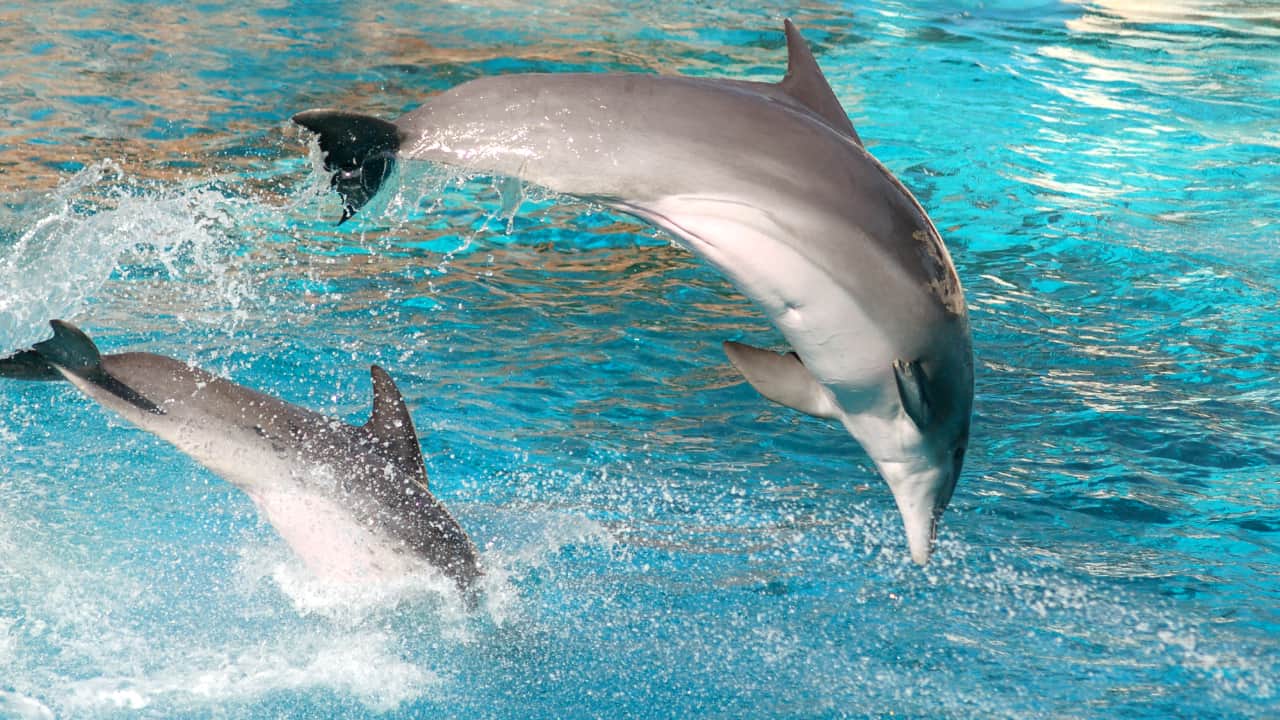 beautiful view of dolphin jumping