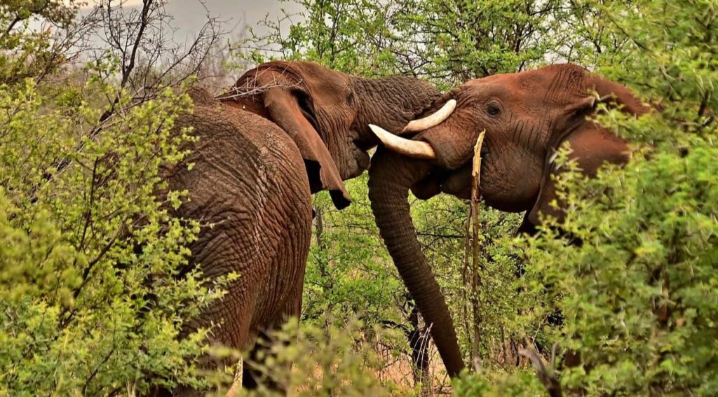 two elephants are playing with each other