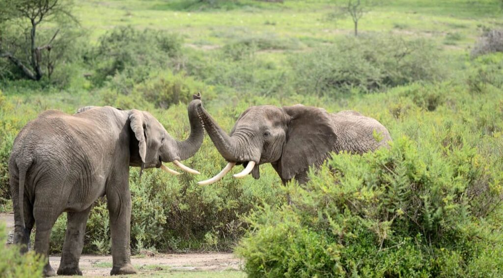 elephants in namibia