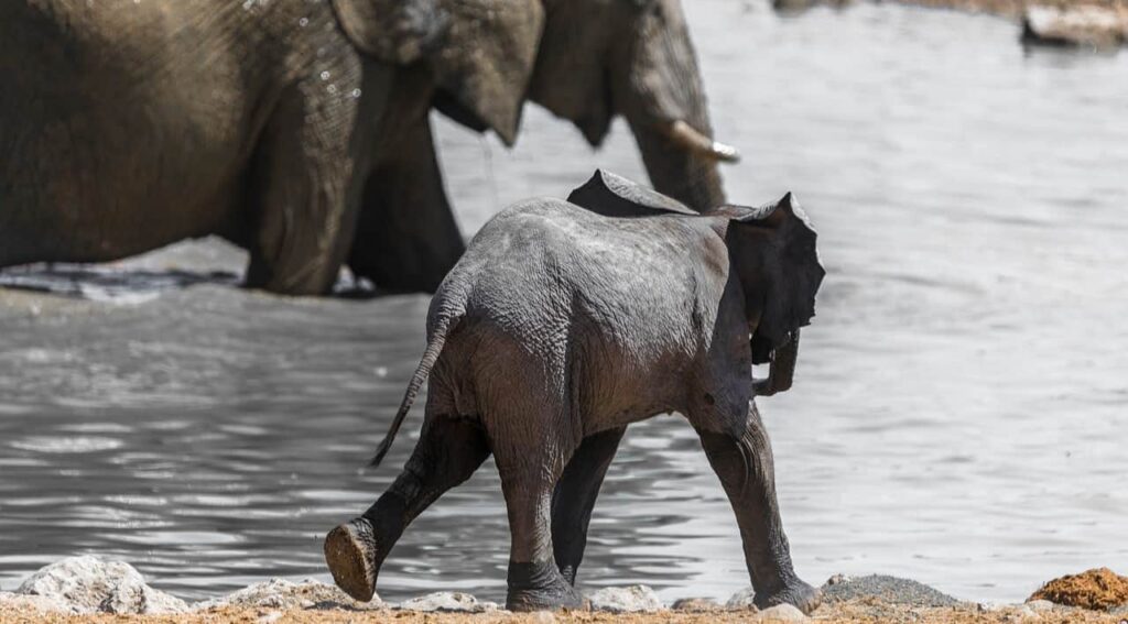 elephant calf near water stream