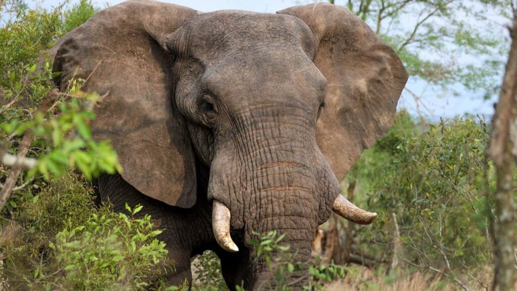 a close of adult elephant in uganda