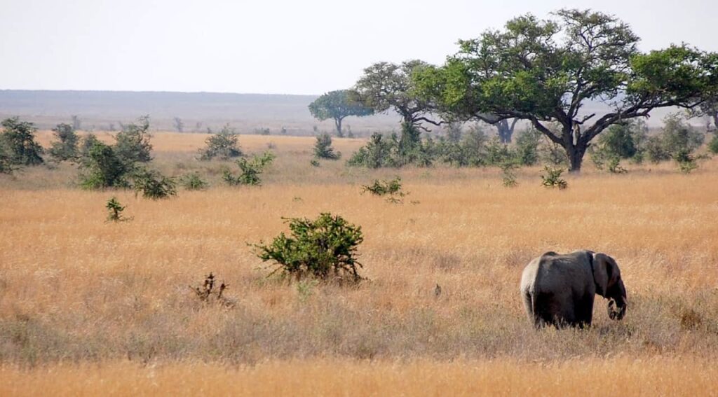 a distant view of elephant in zambia safari