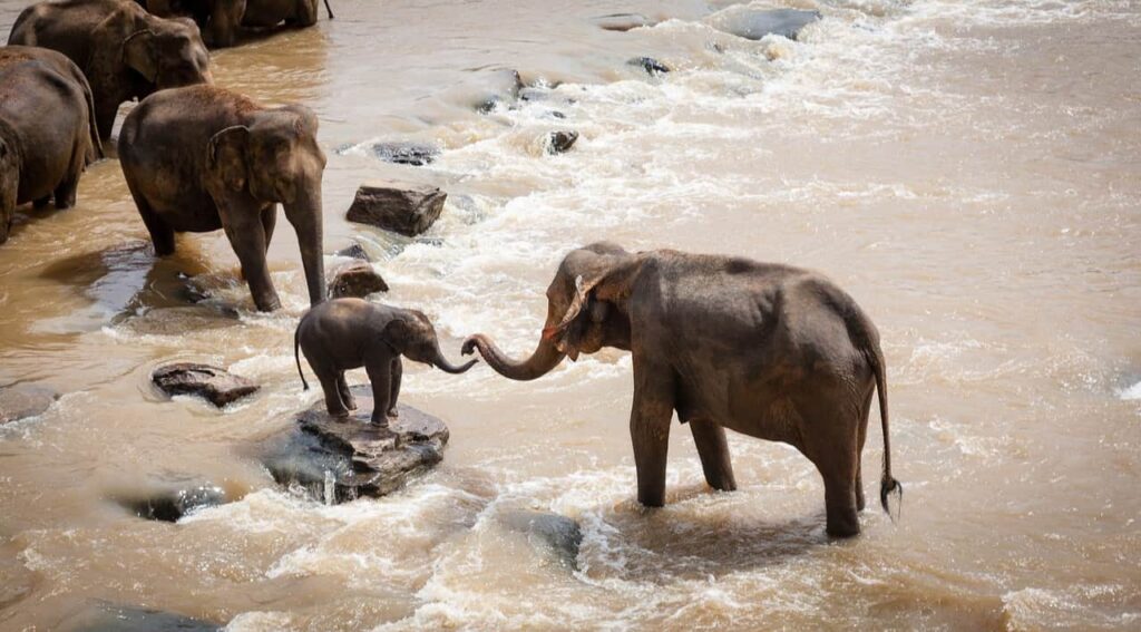 elephant helps the calf to cross the flowing river in kenya