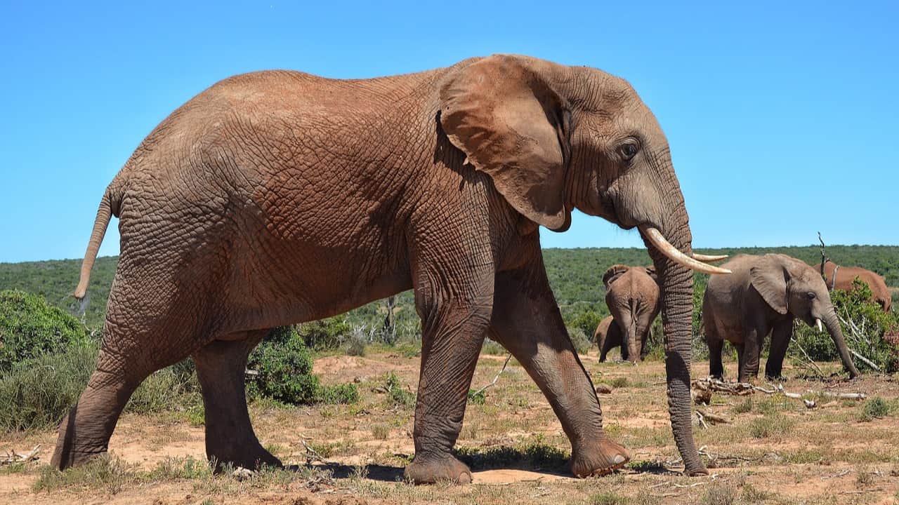 The Elephant in Zambezi National Park