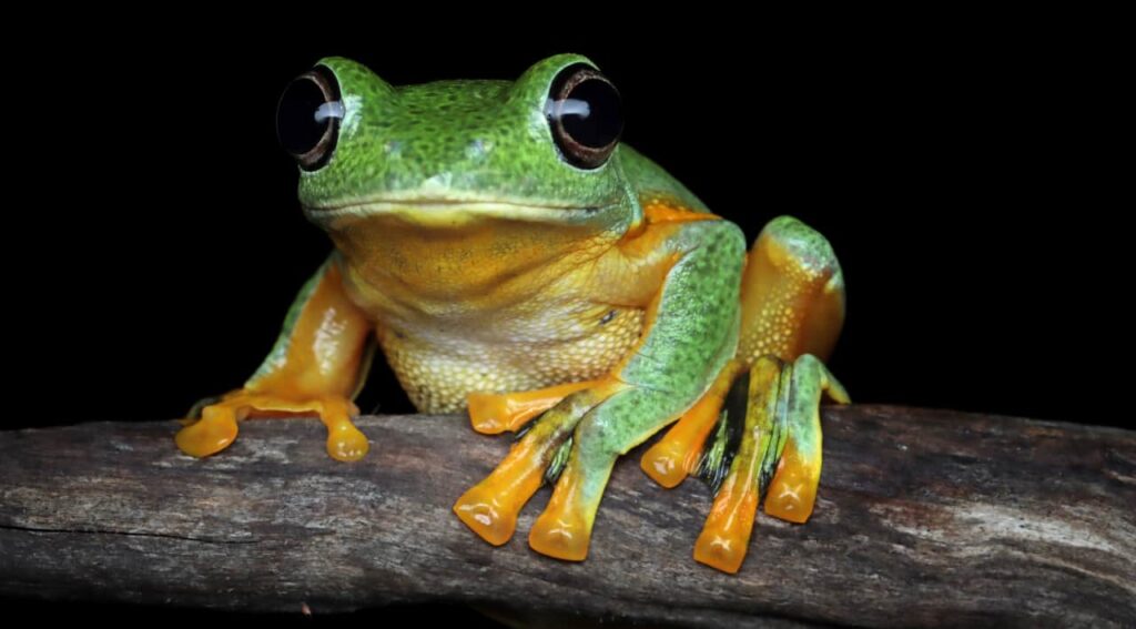 frog close up in uganda