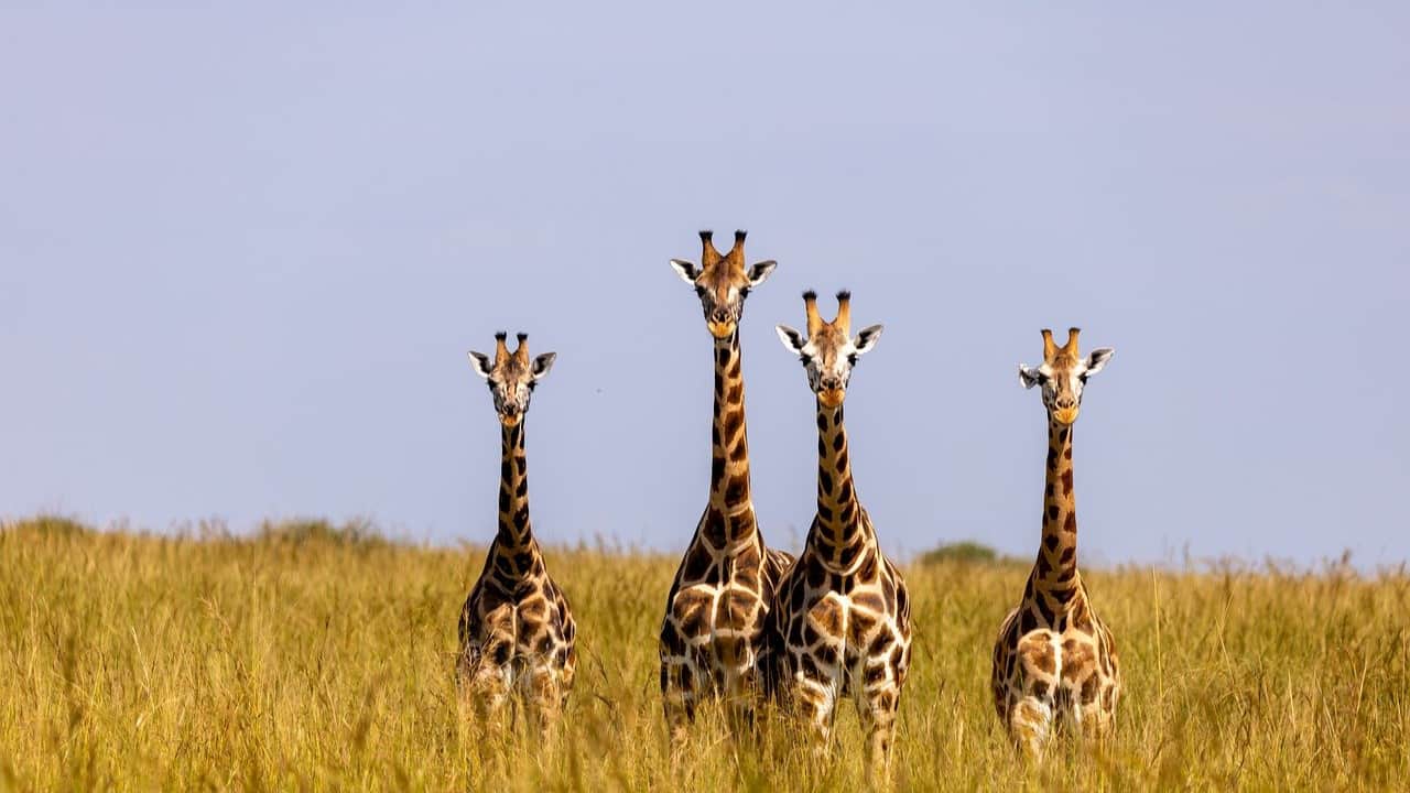 Giraffes in Zambezi National Park