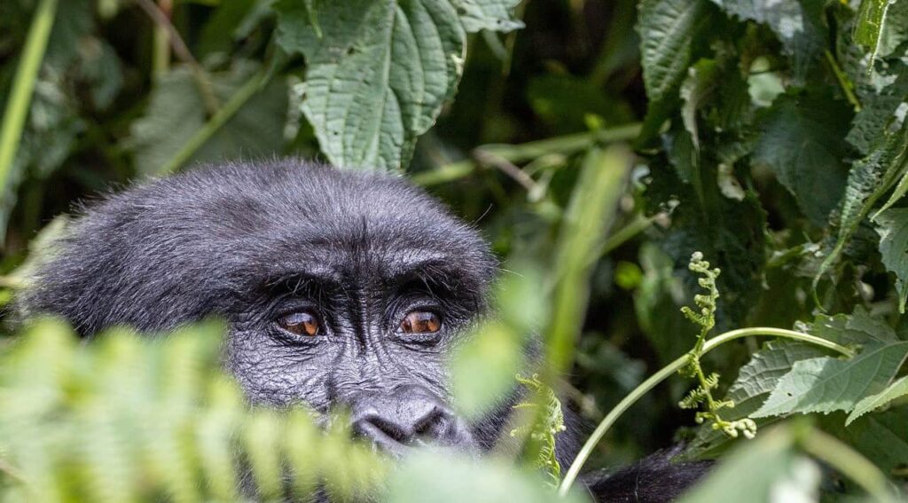 a gorilla is hiding behind the leafs in uganda