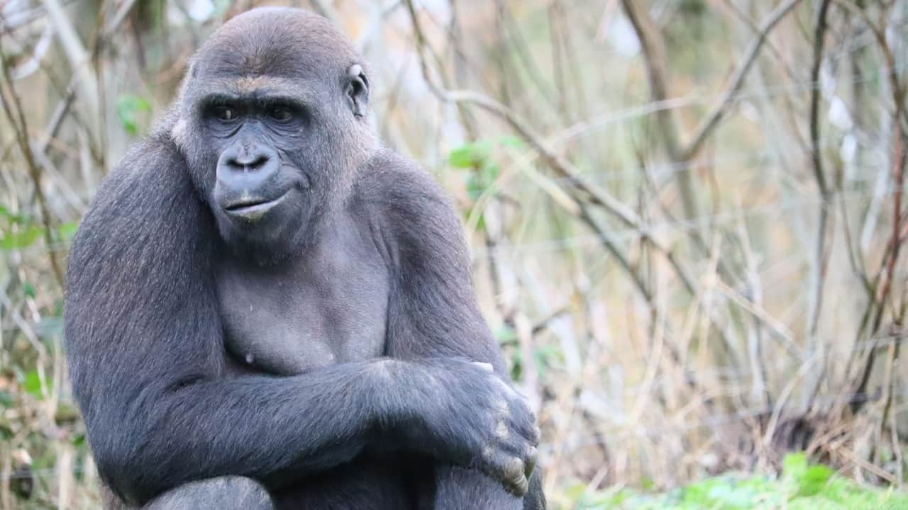 closeup of a gorilla grabbing his arm