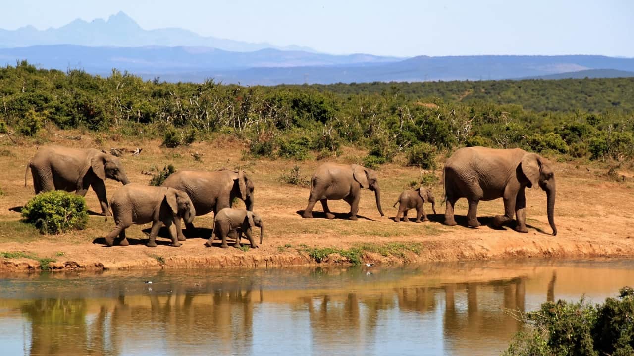 group of elephants walking through the riverside in safari of Africa