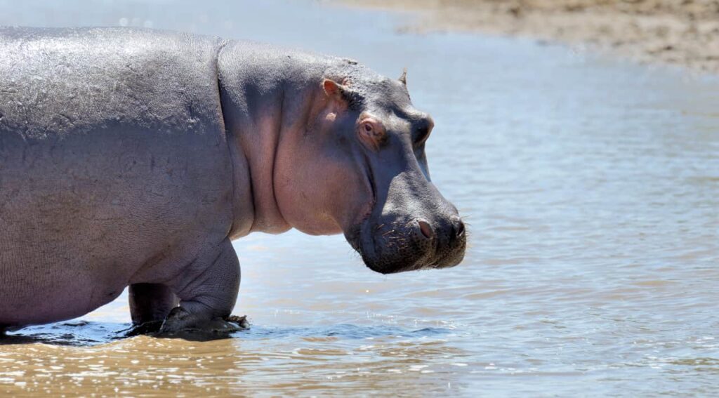 hippo is standing in the river