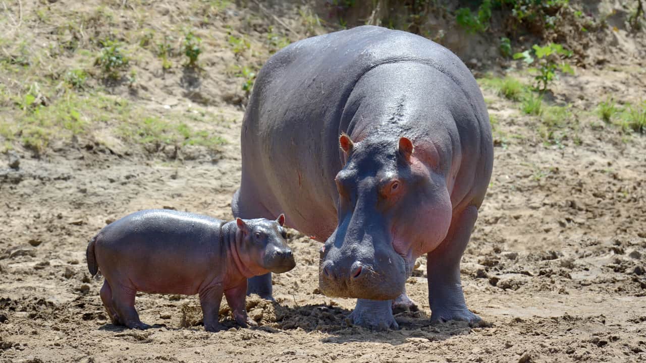 Hippo family in the park of uganda