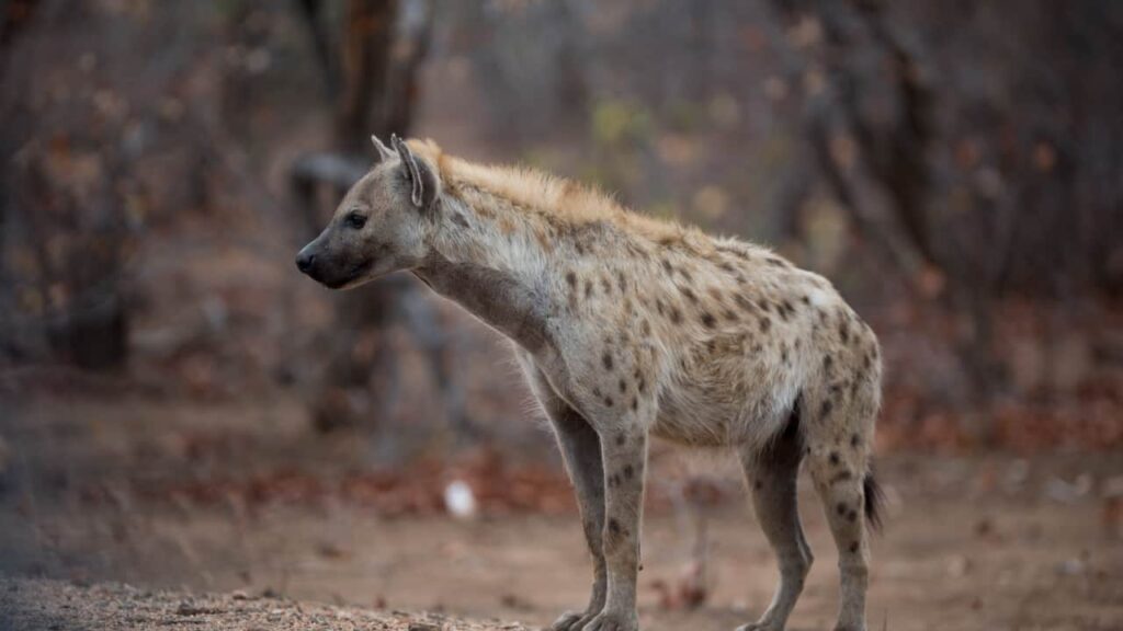 hyenas standing and ready to hunt prey