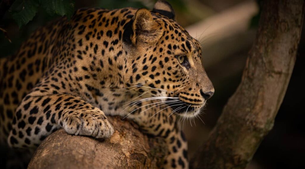 a resting leopard in zimbabwe