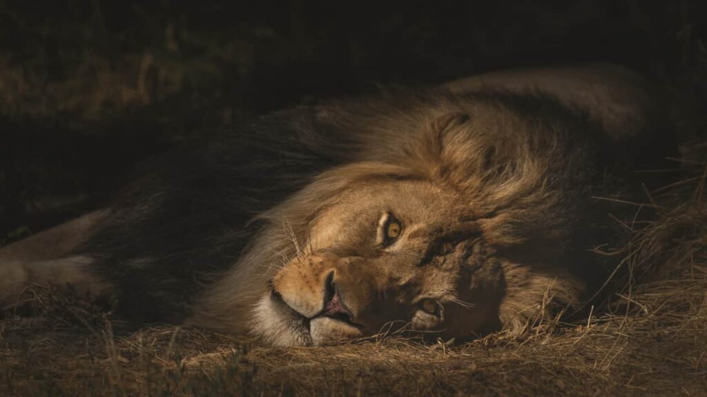 a resting lion in botswana