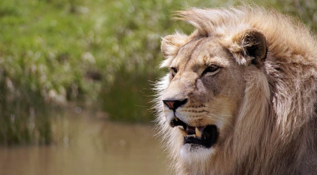 a close up of lion near water stream