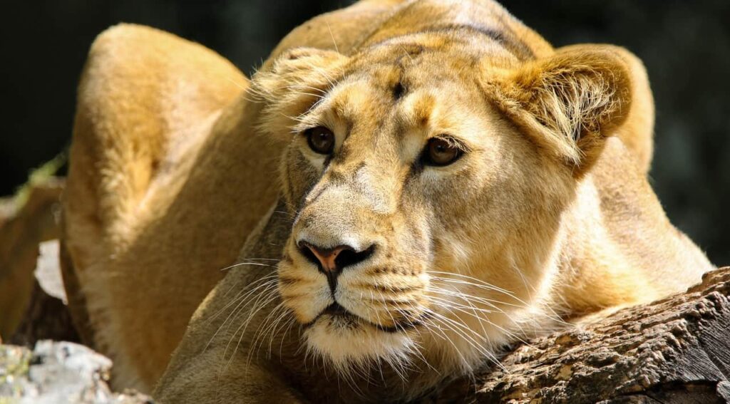 a lioness is sitting in attacking position