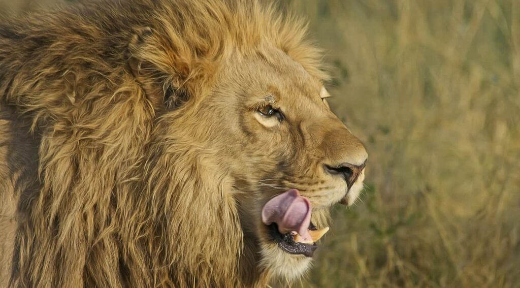 a close up of lion cleaning his teeth