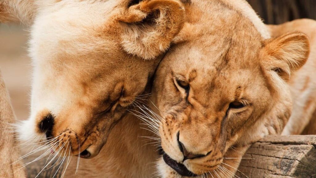 two lionesses consoling each other