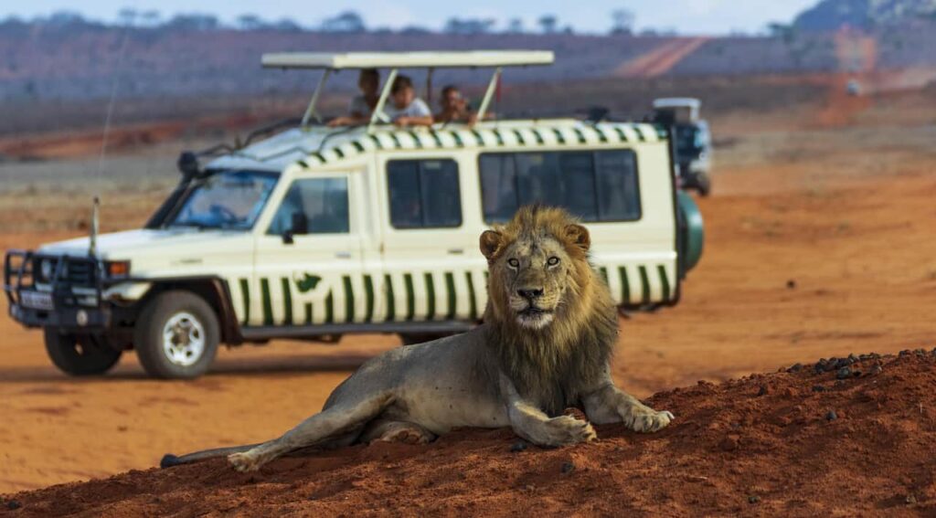 a lion sitting infront of the safari jeep