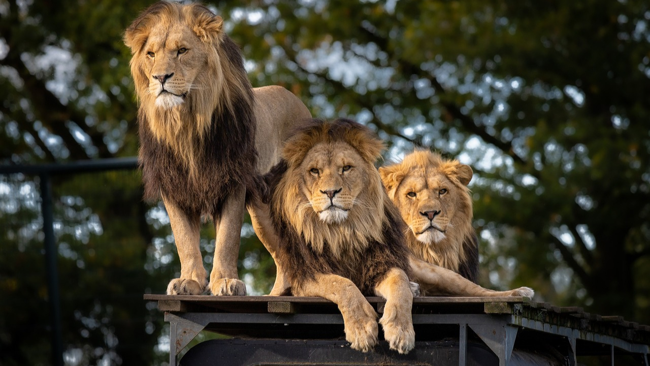 A group of three lions sitting on a table