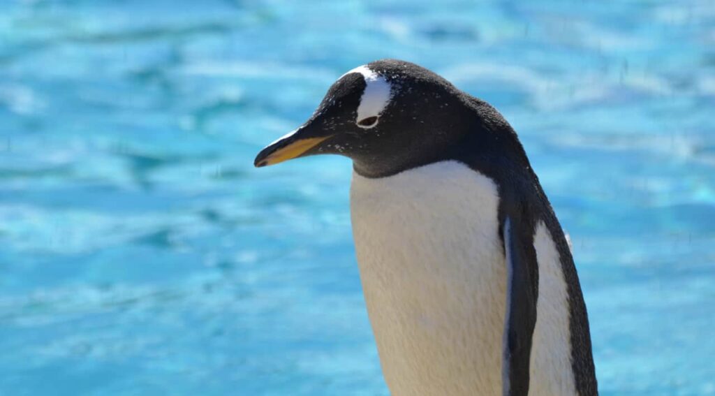 a penguin is standing near water