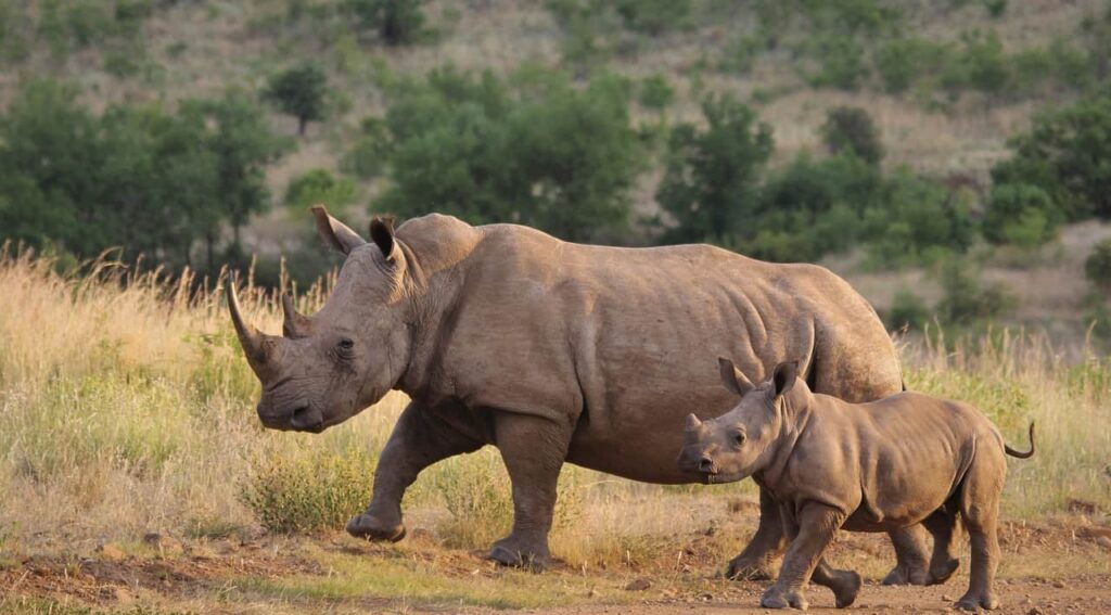 rhino with the calf in kenya safari