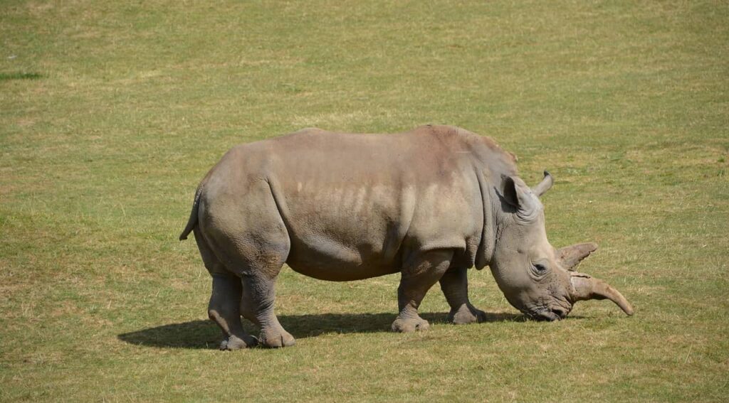 rhino is grazing in tanzania