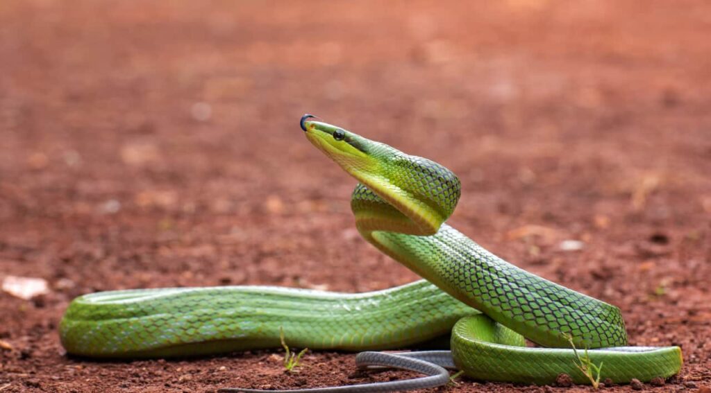 a green poisonous snake in zambia