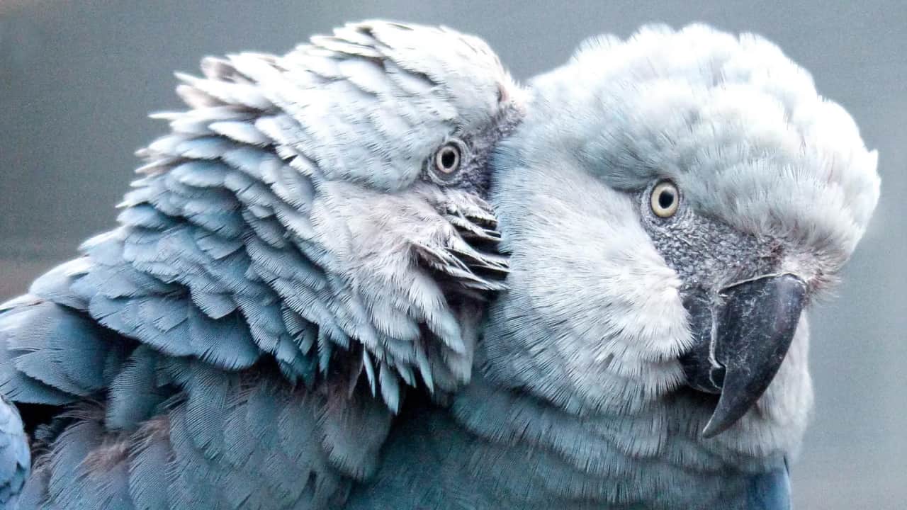 Beautiful view of a spix macaw couple 