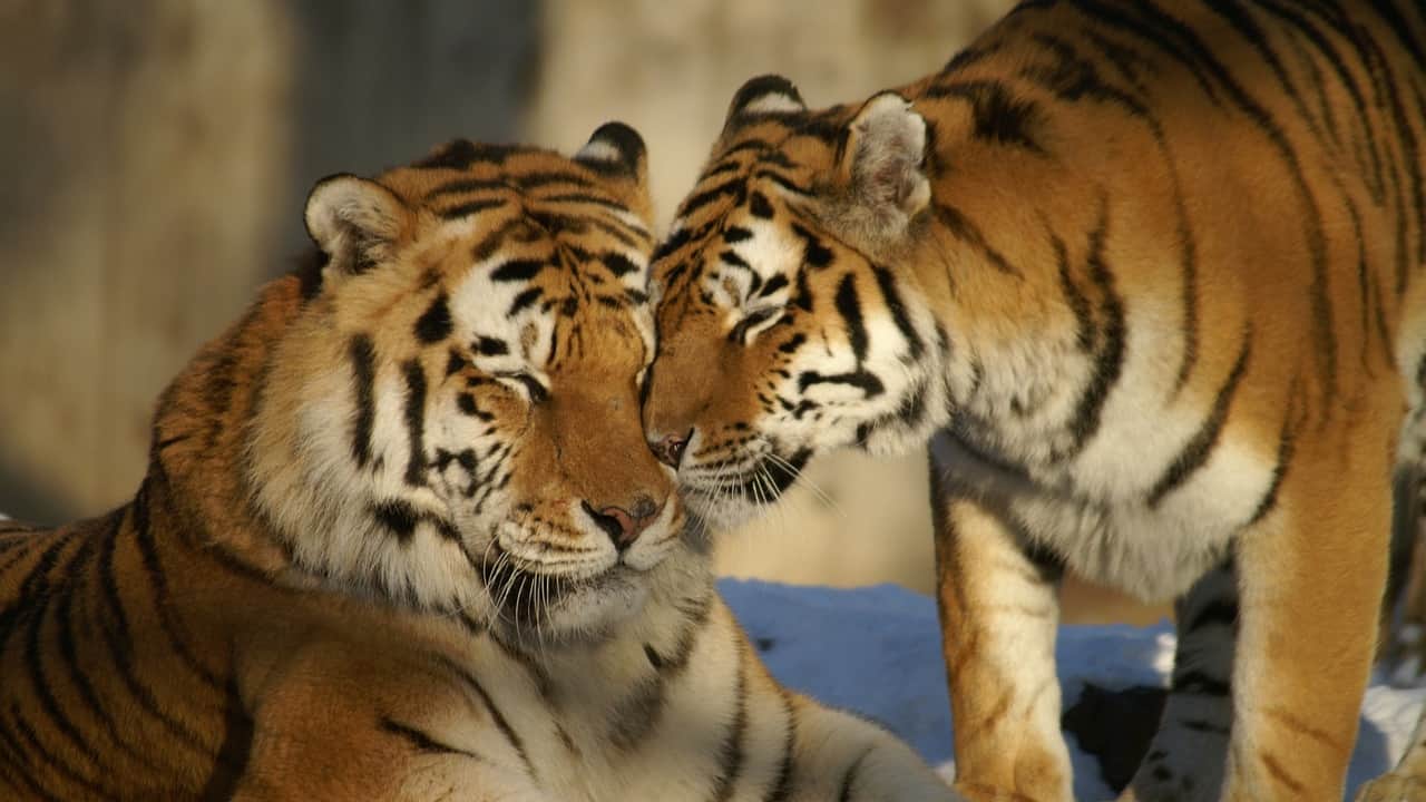 Two Tigers cuddling each other