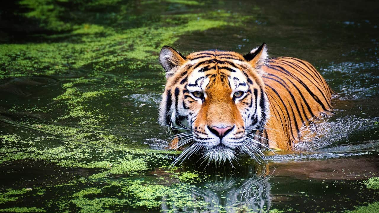  A tiger looking beautiful in water 