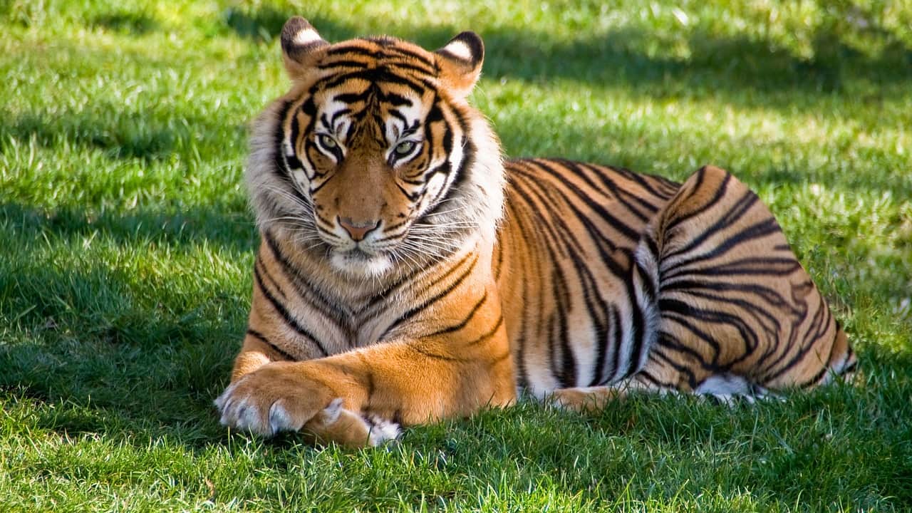 A big cat peacefully sitting in a park