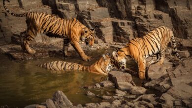 A view of tigers in safari