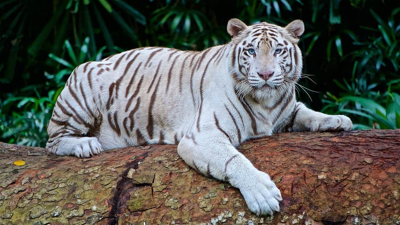 A white tiger sitting on a branch of tree