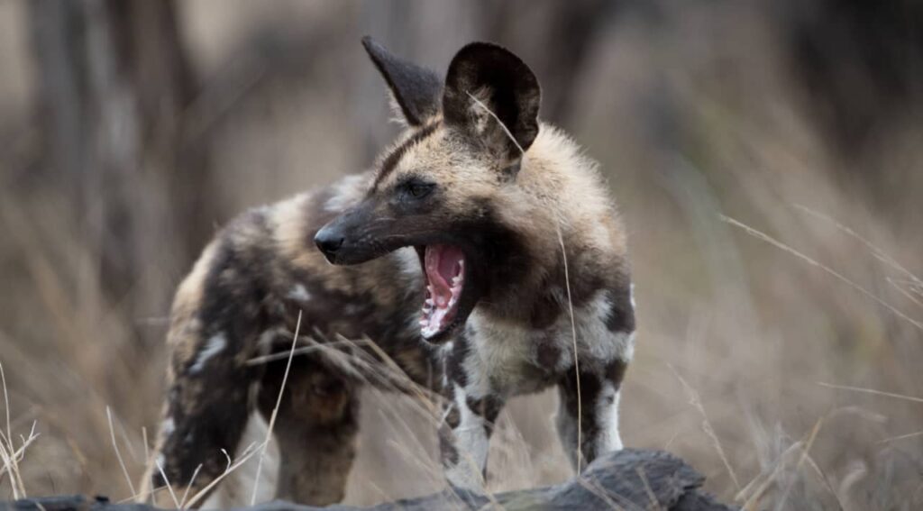 a barking wild dog in botswana