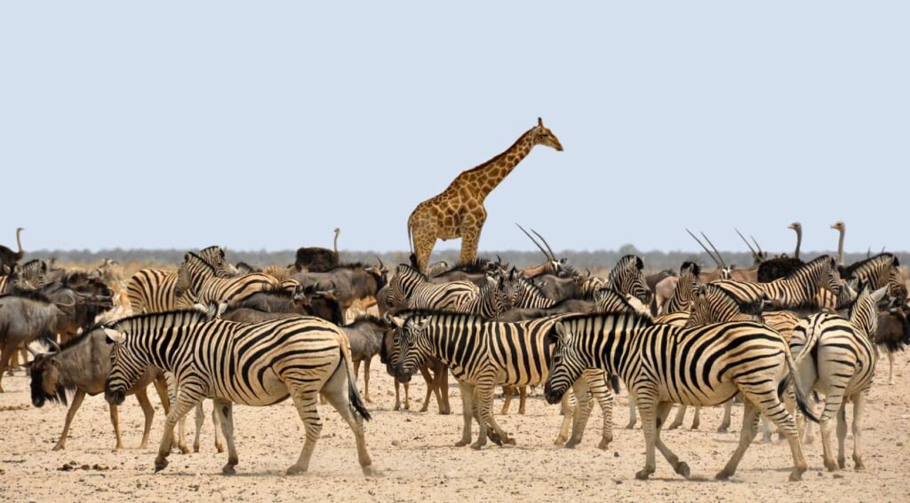 a herd of zebra and giraffe in kenya