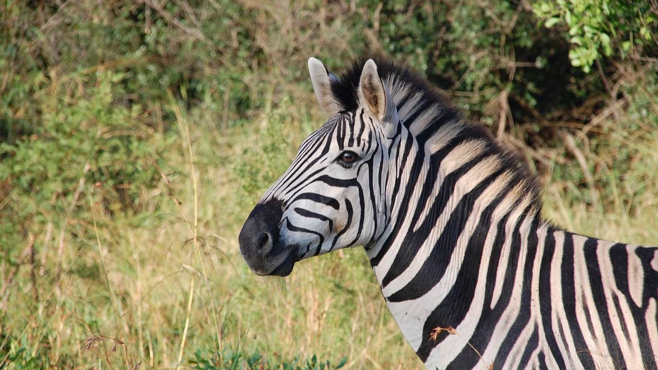 zebra in the Serengeti National Park of tanzania