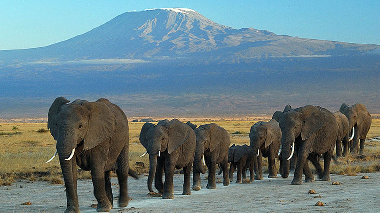 Elephants walking in Amboseli National Park in East Africa