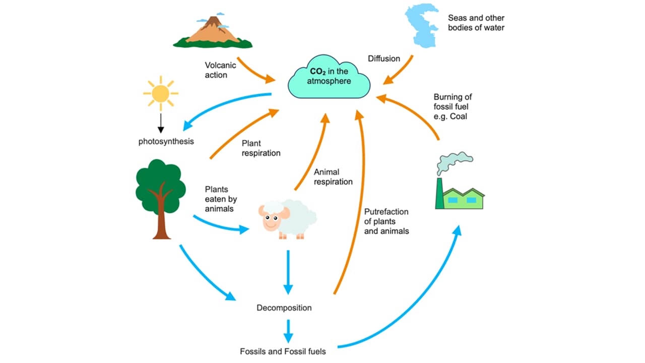 detailed diagram of the carbon cycle process