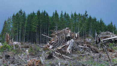 deforestation affect carbon cycle