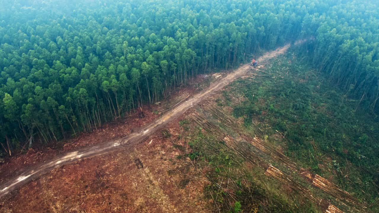 half of the land is affected because of the deforestation 