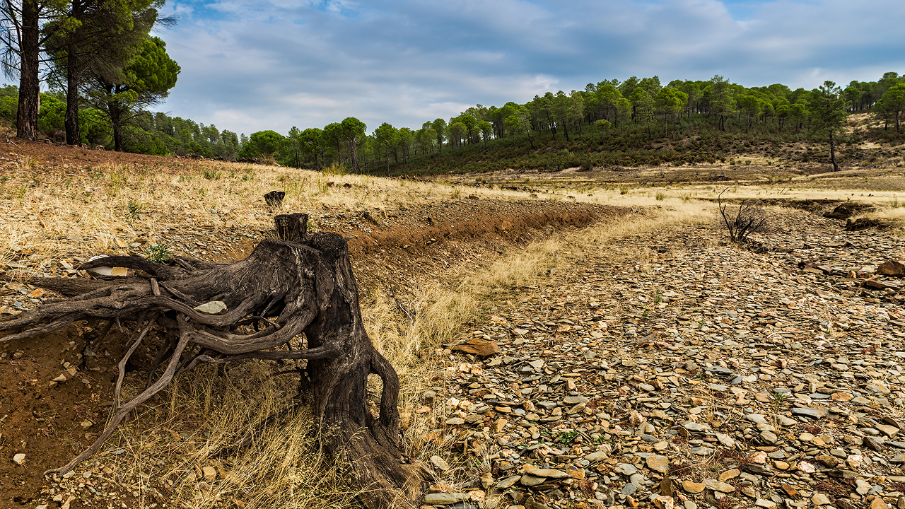 A dry ground area which is the impact of deforestation on water cycle