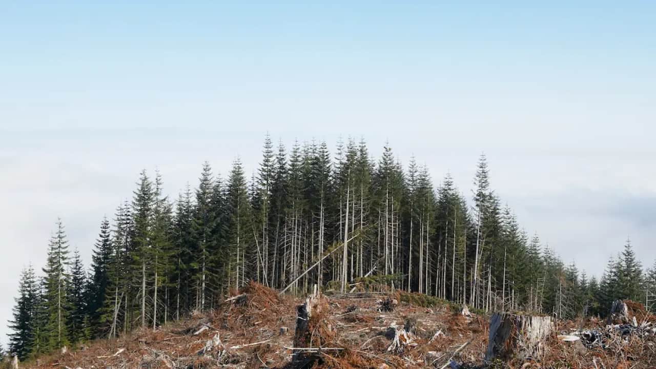 deforestation by tree cutting that affects the carbon cycle