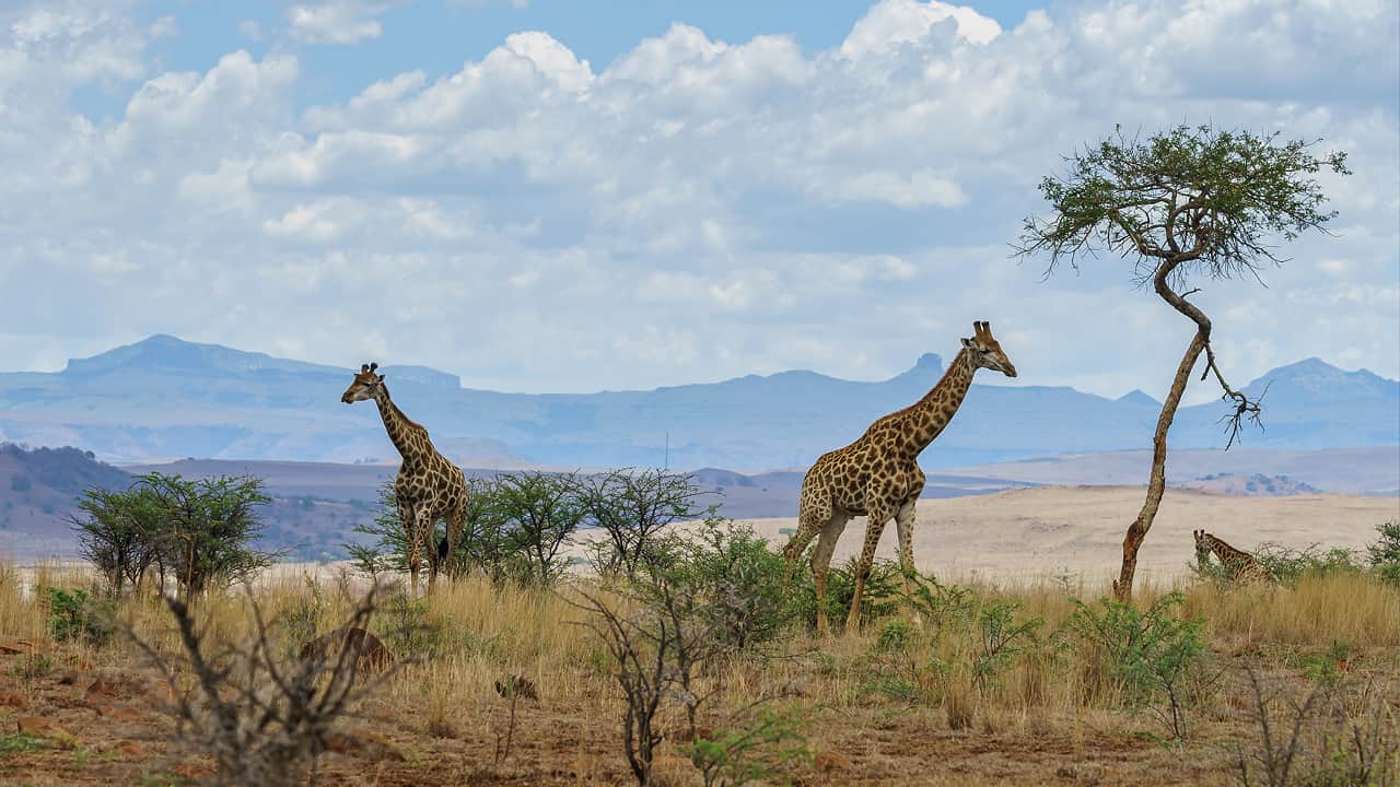 Giraffes in Kenya, an African safari